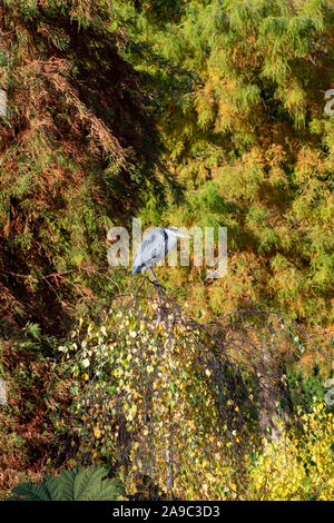 Ardea cinerea. Graureiher, stehend auf einem Baum im Herbst an der RHS Wisley Gardens. Surrey, England Stockfoto