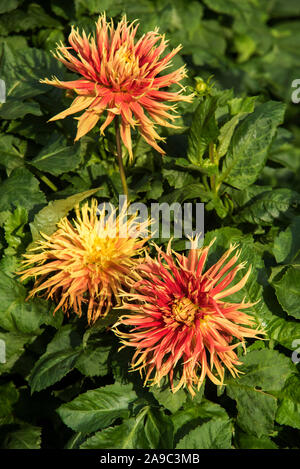 Feurig gelb/rot, geflickt, Kaktus Dahlien. Stockfoto