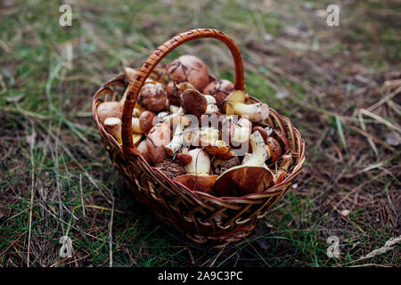 Korb der öligen Pilze. Herbst Ernte im Wald. Nahaufnahme Stockfoto