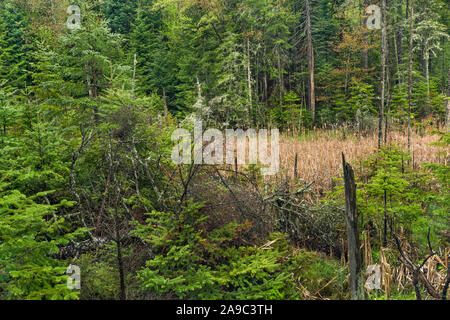 Eine Adirondack im Frühjahr Moor, Adirondack Mountains, Essex County, New York Stockfoto