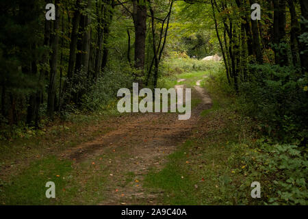Schmutz der Straße im Wald Stockfoto