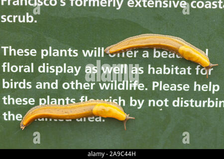 Kalifornien Banane Metallklumpen Ariolimax californicus, Golden Gate National Park, Kalifornien, USA. Stockfoto