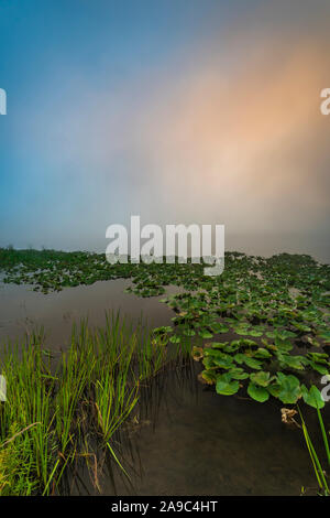 Sommer Nebel steigt auf rote Haus See, Allegany State Park, Cattaraugus County, New York Stockfoto