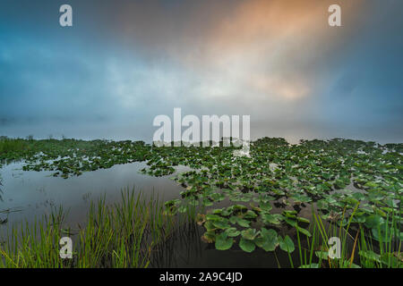 Sommer Nebel steigt auf rote Haus See, Allegany State Park, Cattaraugus County, New York Stockfoto