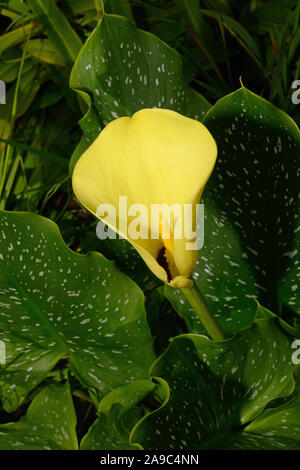 Zantedeschia elliottiana (Golden arum) ist in der südafrikanischen Provinz Mpumalanga gefunden aber jetzt häufig als Zierpflanze verwendet. Stockfoto