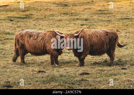 Zwei hairy Coos in Glasgows Pollok Park Stockfoto