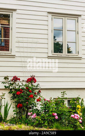 Ziemlich norwegische Cottage mit Blumen auf Ovre Strandgate in der Altstadt von Stavanger, bekannt als Gamle Stavanger Stockfoto