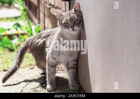 Grau gestreifte Katze reibt sein Gesicht gegen die Tür mit einem Erfreuten. Katze reibt seinen Kopf zur Tür. selektive Fokus Stockfoto