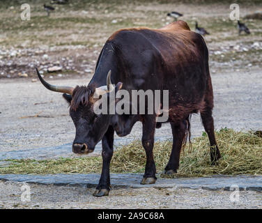 Heckrinder, Bos primigenius Taurus oder auerochsen im Zoo Stockfoto