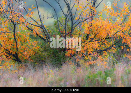 Schwarze Kirsche Baum im Herbst Laub Stockfoto