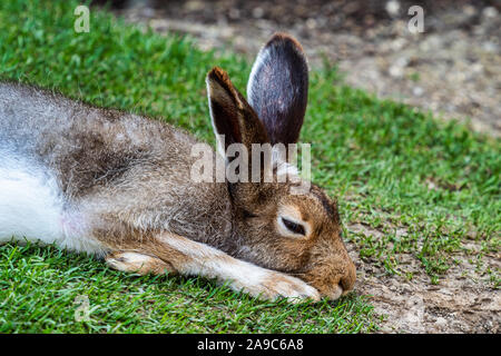 Berg hase Lepus timidus, auch als der weiße Hase bekannt. Stockfoto