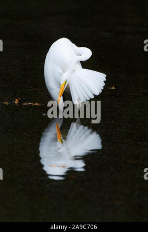 Eleganten Silberreiher putzen und Reflexion Stockfoto