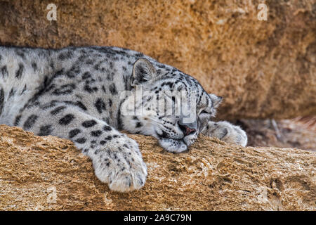 Snow Leopard/Unze (Panthera Uncia uncia uncia/) ruht auf Felsvorsprung in der Felswand, native auf den Bergketten von Asien Stockfoto