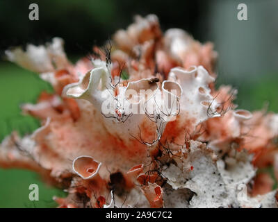 Flechten sind Organismen mit symbiotischen Beziehungen oder Kolonien von Algen und Pilzen. Stockfoto