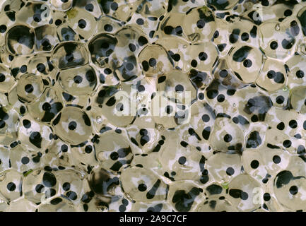 Gemeinsame FROG spawn Rana temporaria Abschnitt von spawn 24 Stunden nach der Deposition. Stockfoto