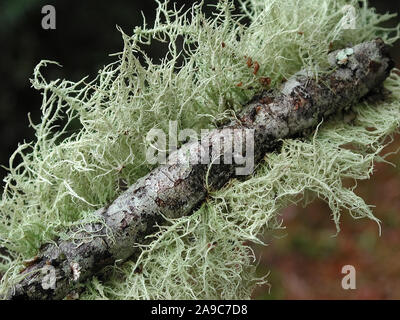 Flechten sind Organismen mit symbiotischen Beziehungen oder Kolonien von Algen und Pilzen. Stockfoto