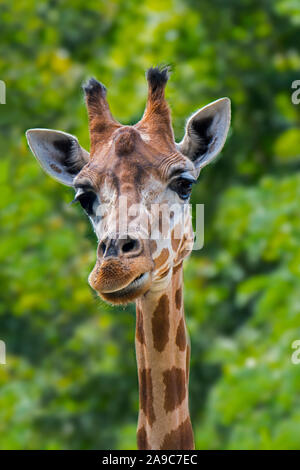Nahaufnahme der männlichen nördlichen Giraffe/drei Hörnern Giraffe (Giraffa Camelopardalis), ossicones, Horn - wie Höcker, beheimatet in Nordafrika Stockfoto
