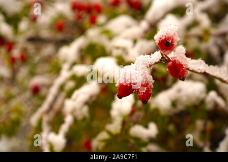 Wilde rote Rose hip Beeren im Schnee Stockfoto