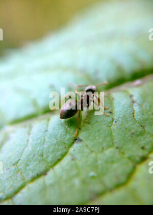 Ant sitzen auf der vergrößerten grünes Blatt mit unscharfen Kanten Stockfoto