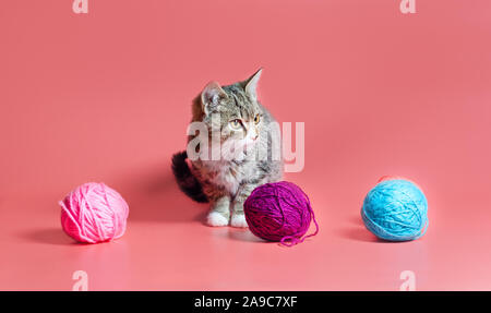 Kleines Kätzchen mit bunten Kugeln von Wollfäden auf einem rosa Hintergrund Stockfoto