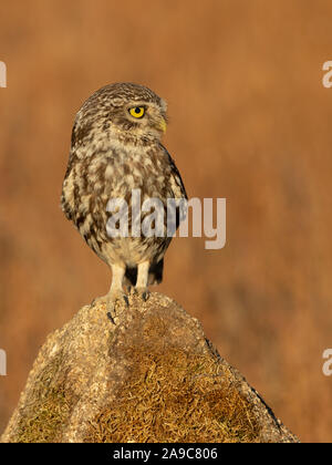 Steinkauz (Athene noctua) auf einem Stein sitzend Stockfoto