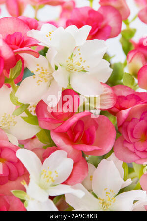 Gemischte Blumen close up mit Begonia Stockfoto
