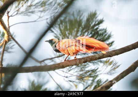 Raggiana Bird-of-paradise (Paradisaea raggiana) erwachsenen männlichen thront auf Zweig Varirata National Park, Papua-Neuguinea Juni Stockfoto