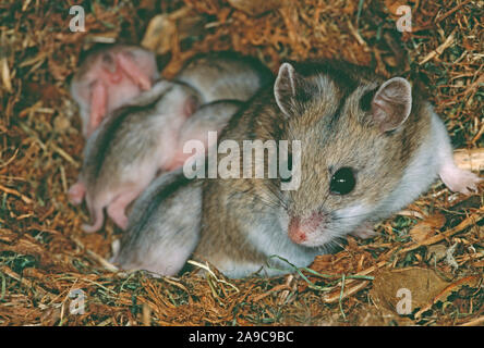 CHINESE HAMSTER Weibchen (Cricetulus griseus), barabensis und Nest der Jungen. Stockfoto