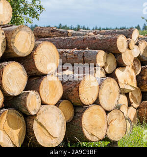 Gestapeltes Holz Trunks am Rande des Waldes Stockfoto