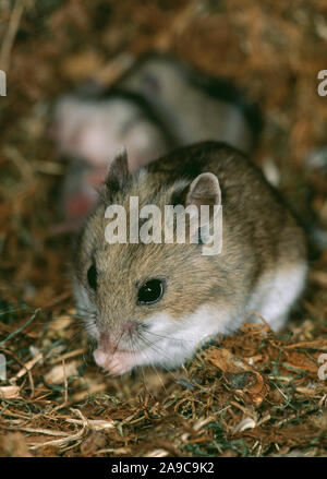 CHINESE HAMSTER Essen (Cricetulus griseus), Weibliche barabensis mit Nest von Jungen im Hintergrund. Stockfoto