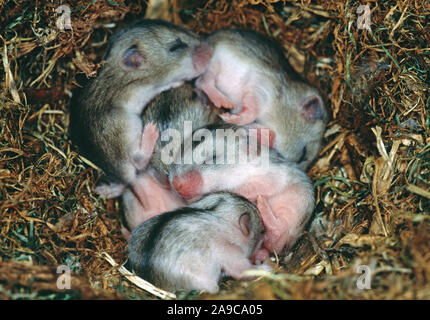 CHINESE HAMSTER Junge (Cricetulus griseus barabensis). Über eine Woche alt. Augen auf für die erste Zeit zu öffnen. Stockfoto