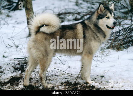 ALASKAN MALEMUTE HUSKY (Canis Lupus Familiaris). Profil, Seitenansicht. Schnee auf dem Boden. Winter. Verkettet. Tethered, Großbritannien Stockfoto