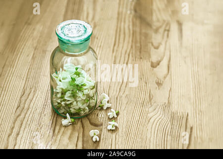 Bündel von weißen Blumen Akazie in der Nähe der Flasche Medizin. Sammlung von Kräutern in der Saison. Branchen, Robinia pseudoacacia Robinie, falsche Akazie. Mir Stockfoto