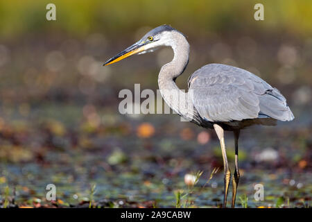 Great Blue Heron Nahrungssuche in der Umgebung Sumpf Stockfoto