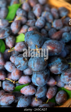 Ernte Zwetschgen - Prunus DES hropshire Pflaume Damson' Stockfoto