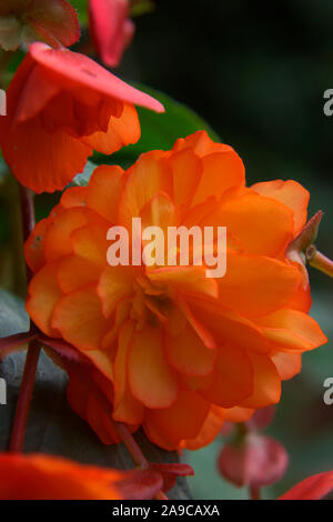 Begonia 'Illumination Apricot' Stockfoto