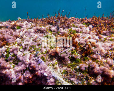 Thassaloma Pavo oder Peacock Wrasse Nahrungssuche aus der felsigen Riff in Bahar ic-Caghaq in Malta Stockfoto