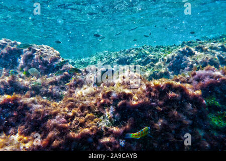 Thassaloma Pavo oder Peacock Wrasse Nahrungssuche aus der felsigen Riff in Bahar ic-Caghaq in Malta Stockfoto