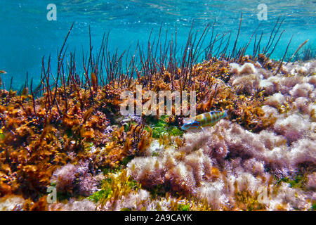 Thassaloma Pavo oder Peacock Wrasse Nahrungssuche aus der felsigen Riff in Bahar ic-Caghaq in Malta Stockfoto