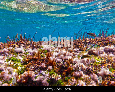 Thassaloma Pavo oder Peacock Wrasse Nahrungssuche aus der felsigen Riff in Bahar ic-Caghaq in Malta Stockfoto