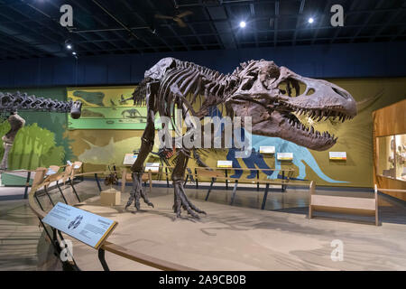 Tyrannosaurus Rex. Fossile von T. rex im Cleveland Museum of Natural History, Cleveland, Ohio, USA Stockfoto