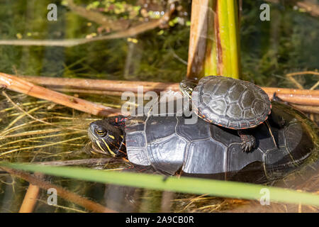 Kleine gemalte Schildkröte auf große gemalte Schildkröte in Wasser Stockfoto