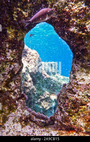 Ein Unterwasser-shot zeigt eine natürliche Fenster geschnitzt mit einer spektakulären Aussicht. Schuß an Bahar ic-Caghaq in der Mittelmeer insel Malta Stockfoto