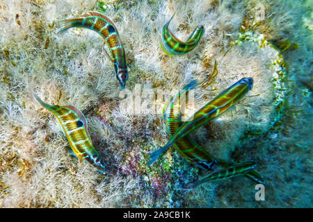 Thassaloma Pavo oder Peacock Wrasse Nahrungssuche aus der felsigen Riff in Bahar ic-Caghaq in Malta Stockfoto