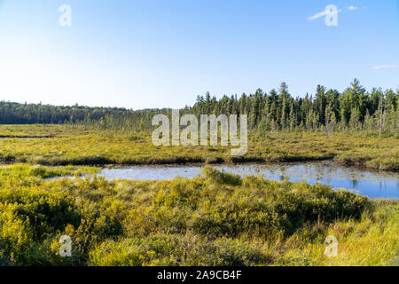 Spruce Bog Boardwalk Sommer landcape mit Bäumen und blauer Himmel Stockfoto