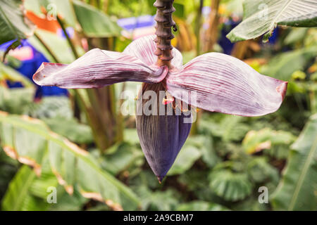 Detail der Gärten Jardin Majorelle in Marrakesch Stockfoto