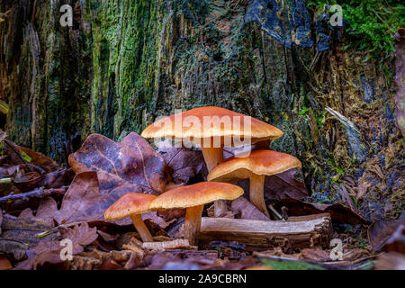 Gruppe von vier orange-braune große Pilze an der Unterseite eines faulen Baumstumpf Stockfoto