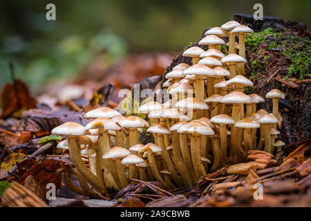Kleine Pilze Dorf vor einem alten Baumstumpf Stockfoto