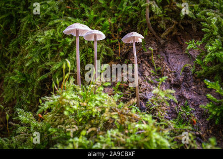 Drei kleine Pilze auf einem Bemoosten Hintergrund Stockfoto