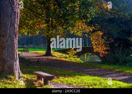 Herbstszene am Flussufer mit Parkbank, Pfad mit heruntergefallenen Blättern und doppelwandiger Brücke, eingerahmt von einem Baum mit goldenem Laub Stockfoto